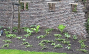 Janssen Beek en Donk tuin met Robinia pergola (7)