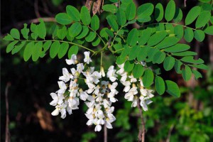 Robinia-Pseudoacacia