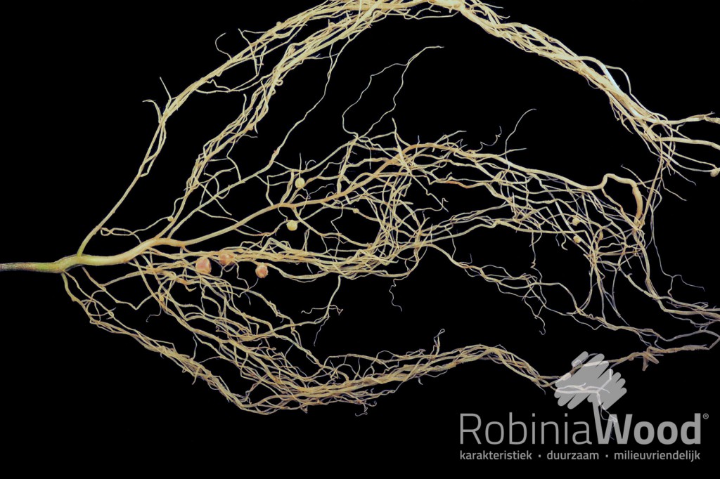 robinia_pseudoacacia_root_system